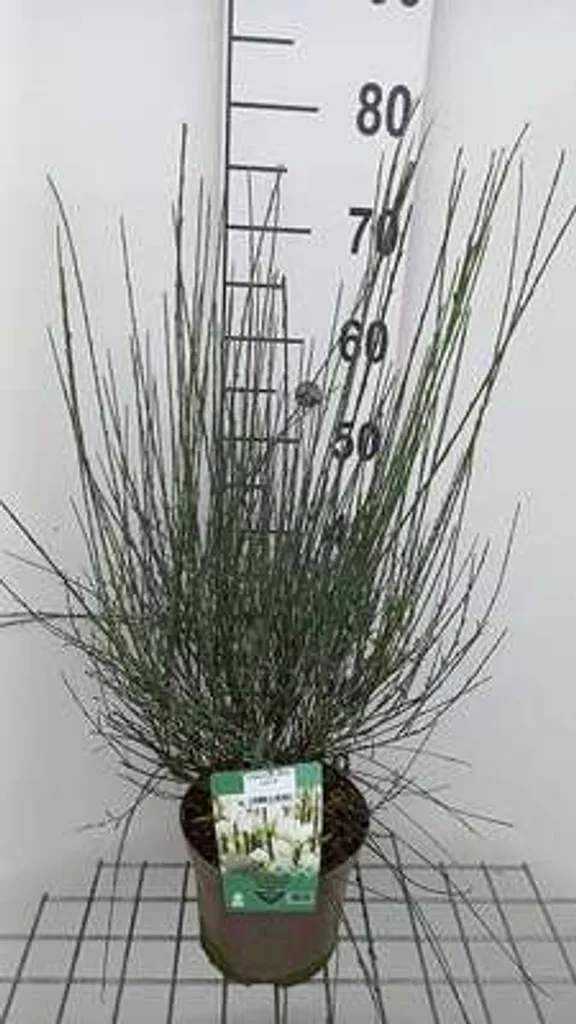Cytisus White Lion - Genêt à balai blanc 40-60 cm en conteneur de culture