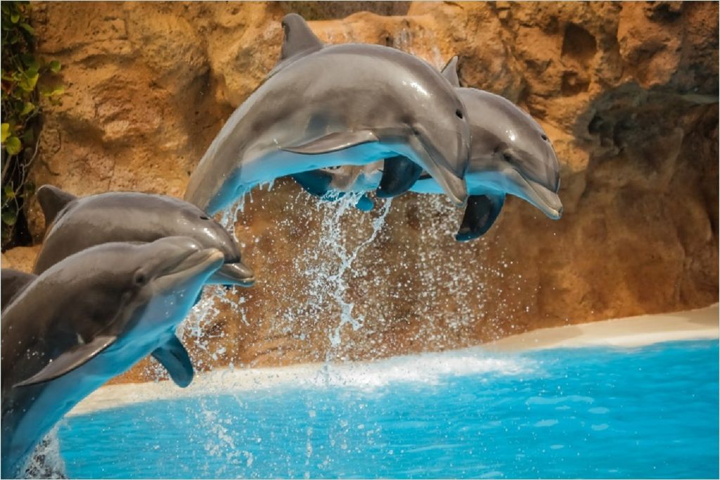 Wallario Poster - Springende Delphine, Kunstdruck Größe: 61 x 91,50 cm