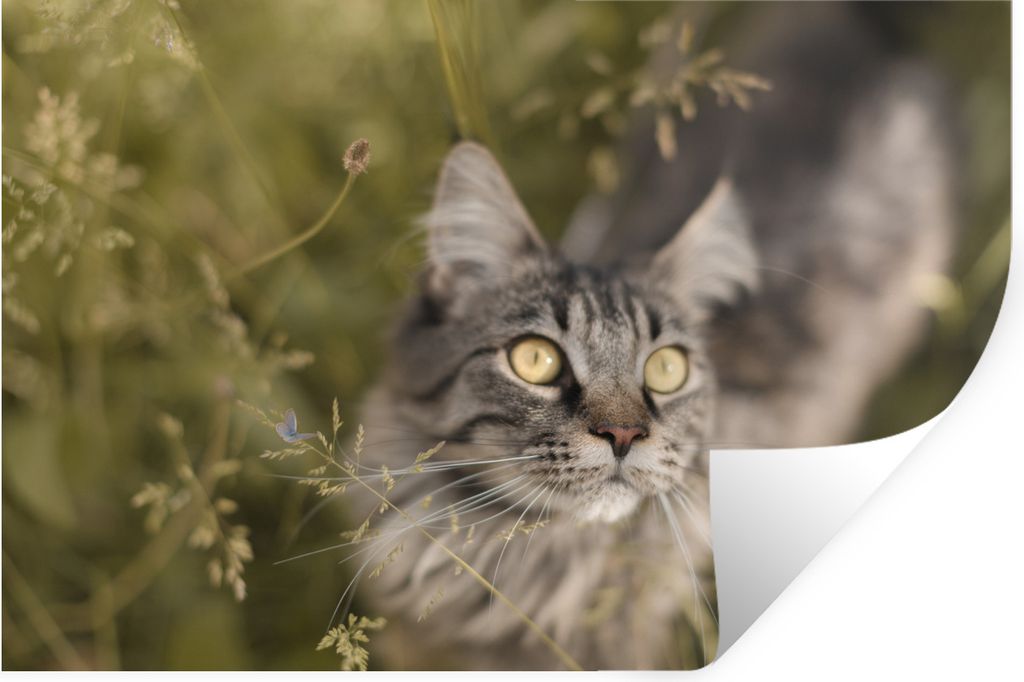 MuchoWow Wandtattoo Wandsticker Wandaufkleber Eine Maine Coon-Katze im hohen Gras 90x60 cm Selbstklebend und Repositionierbar - Aufkleber