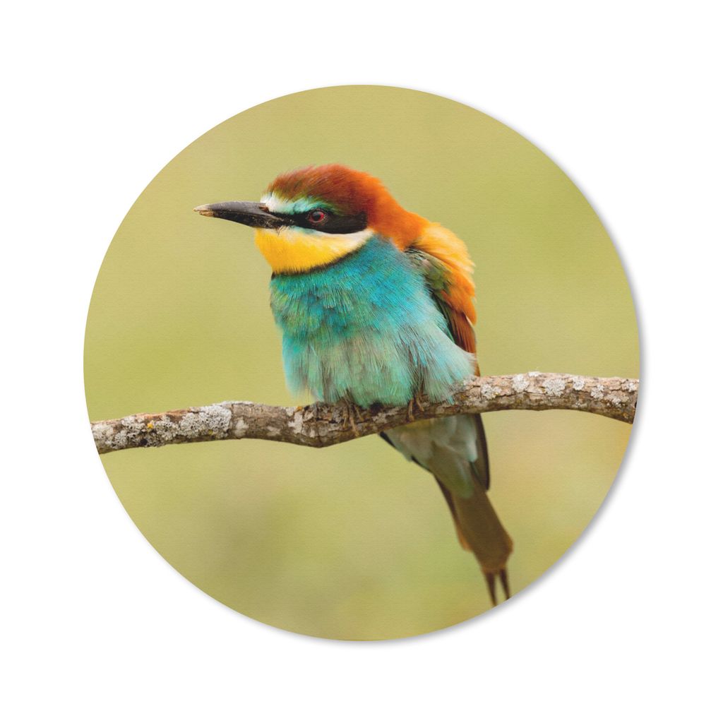MuchoWow Mauspad Mousepad Vogel - Bienenfresser - Tiere 30x30 cm - Mousepads - Maus Mat - Pad - Mausunterlage - Tischunterlage - Schreibtischmatten
