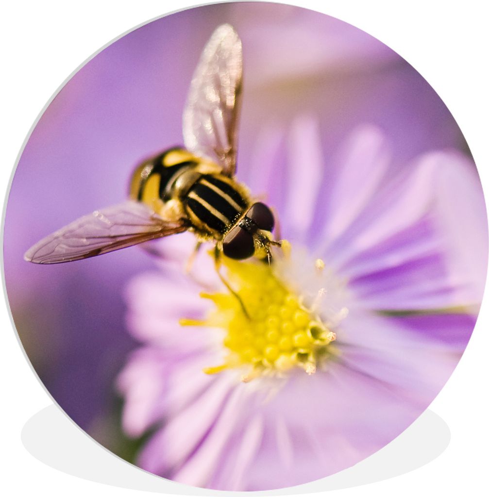 MuchoWow Rundes Wandbild - Runde Bilder Eine Biene sitzt auf einer Asterblüte Ø 60 cm Kreis Wanddekoration Kunststoff - Wandkreis - Wandschmuck...
