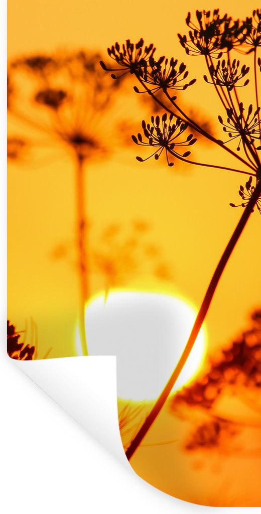 MuchoWow Wandtattoo Wandsticker Wandaufkleber Pflanzen - Blumen - Sonnenuntergang - Orange 60x120 cm Selbstklebend und Repositionierbar - Selbstk...