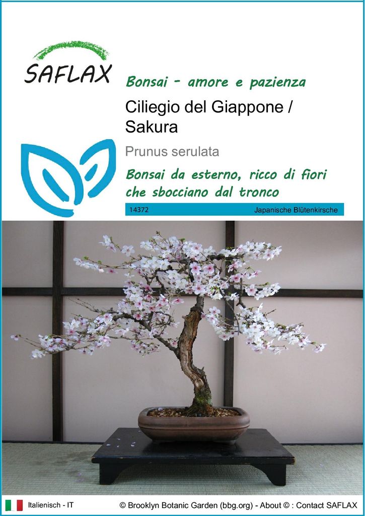 SAFLAX  - Ciliegio del Giappone / Sakura - 30 semi - Prunus Immagine del prodotto 