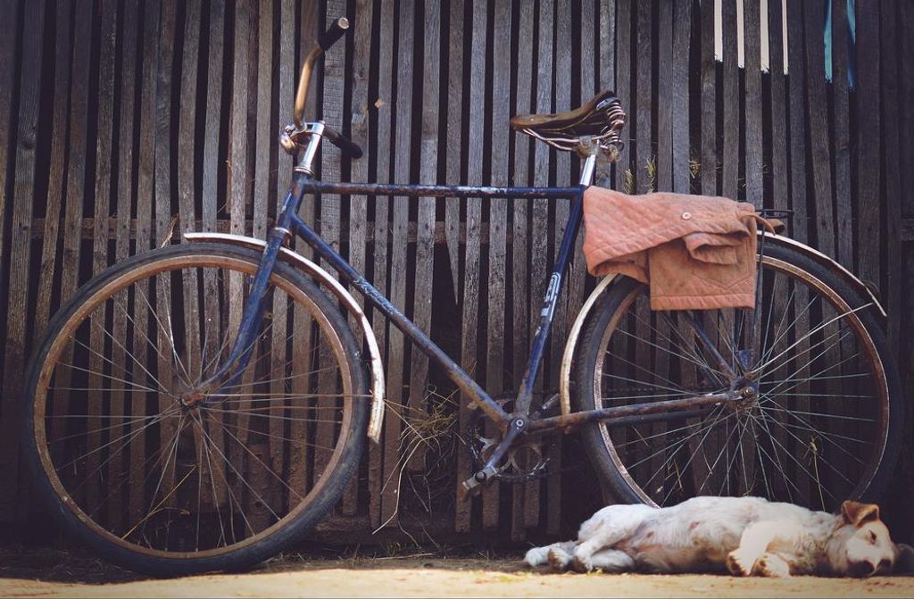 hansepuzzle 30847 - Hund und Fahrrad Puzzle, 500 Teile, Tierwelt, 46,0 x 30,0cm mit hochwertiger Aufbewahrung, Kartonbox & Beutel