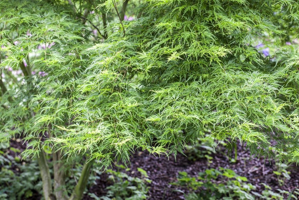 Acer palmatum 'Seiryu', Japanischer Ahorn, filigran, 60–80 Produktbild 
