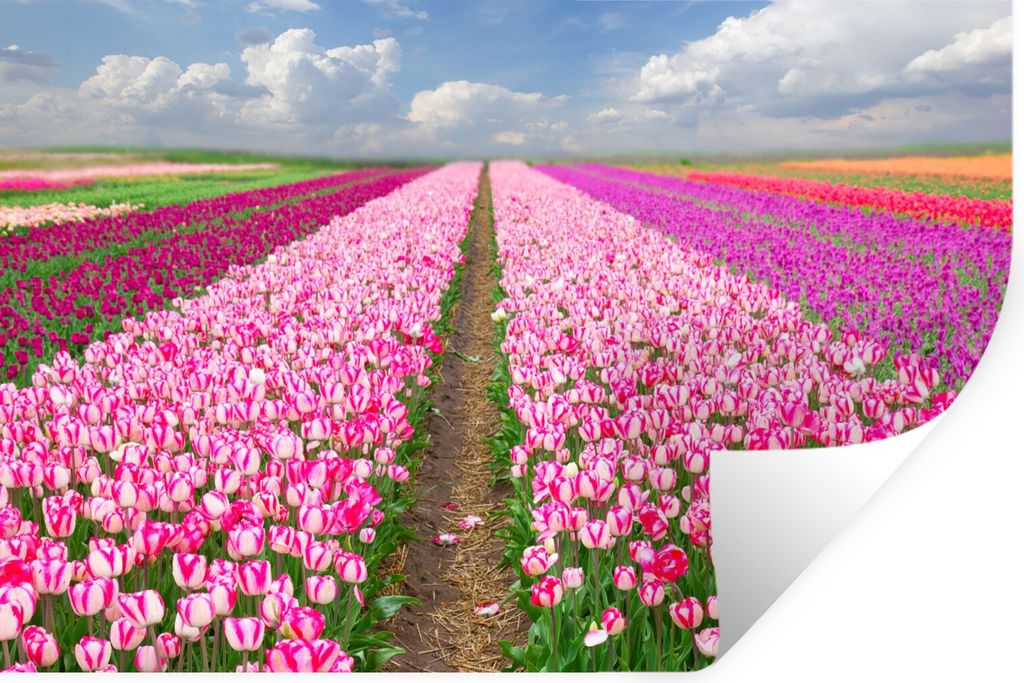 MuchoWow Wandtattoo Wandsticker Wandaufkleber Tulpen - Sonne - Frühling 60x40 cm Selbstklebend und Repositionierbar - Wierderverwendbar - Selbst...