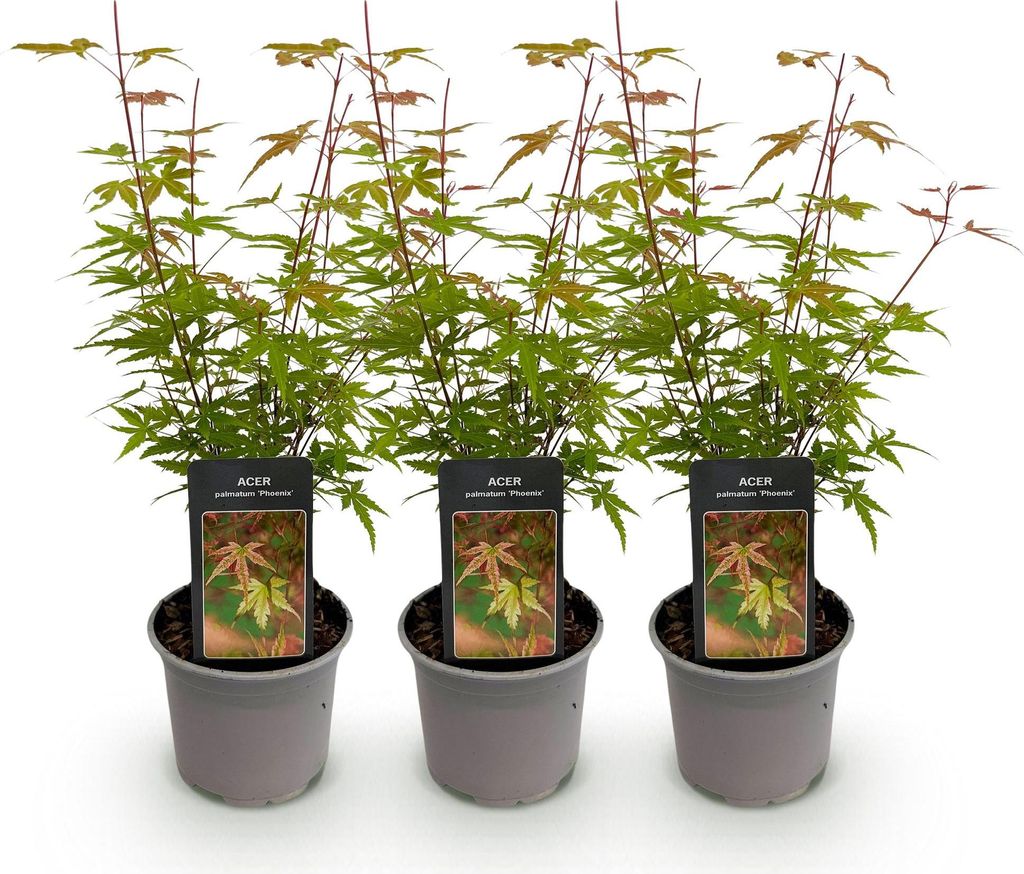 Acer palmatum Phoenix – 3 Pflanzen – 12cm – Höhe ca. 35cm – Laubabwerfender Japanischer Ahorn mit rosa Frühlingsflor & rot-grünem Laub ...