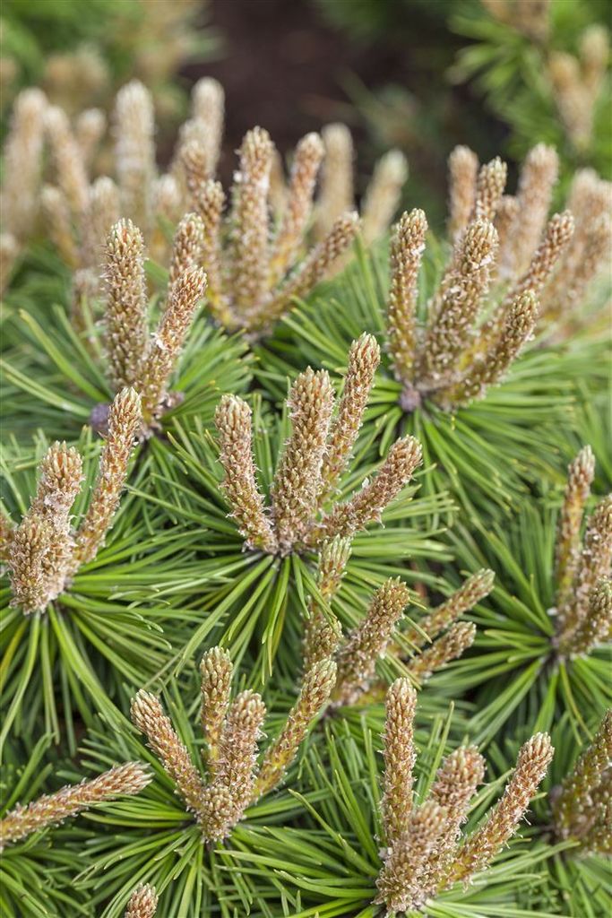 Pinus mugo 'Klostergrün', Bergkiefer, kompakt, 30–40 cm