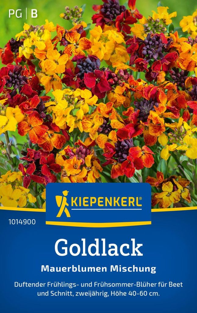 Kiepenkerl Goldlacksamen Mauerblumen 60 Pflanzen Produktbild 