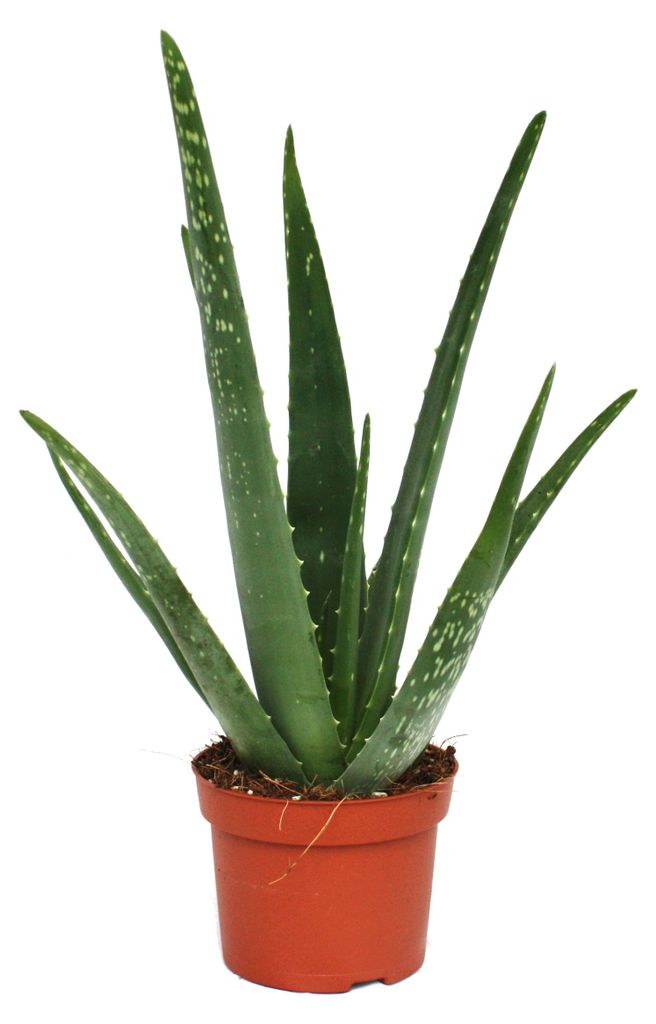 Aloe vera - stáří přibližně 3 roky - 12cm květináč Obrázek produktu 