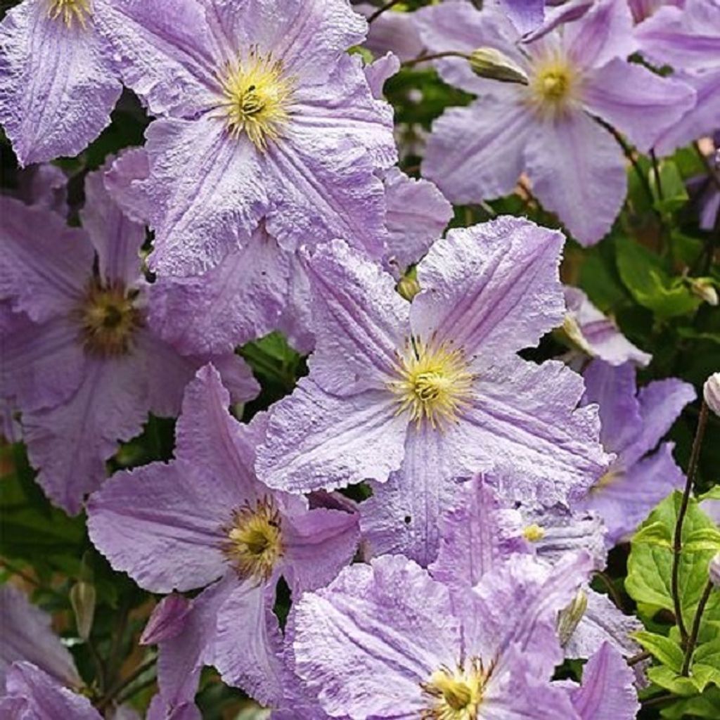 2 x Waldrebe - Clematis 'Blekitny Aniol' | 50-60 cm in Container