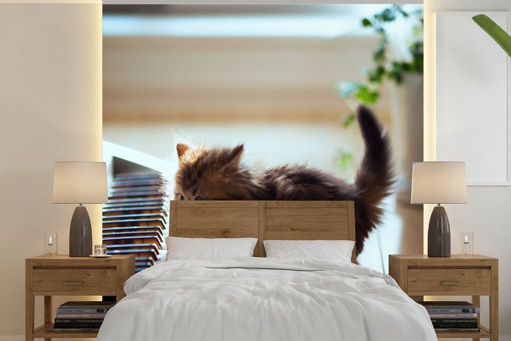 MuchoWow Fototapete für Wohnzimmer oder Schlafzimmer Wandtapete Vinyl Motivtapete Katze - Tier - Kätzchen - 240x240 cm - Schlafzimmer-Tapete