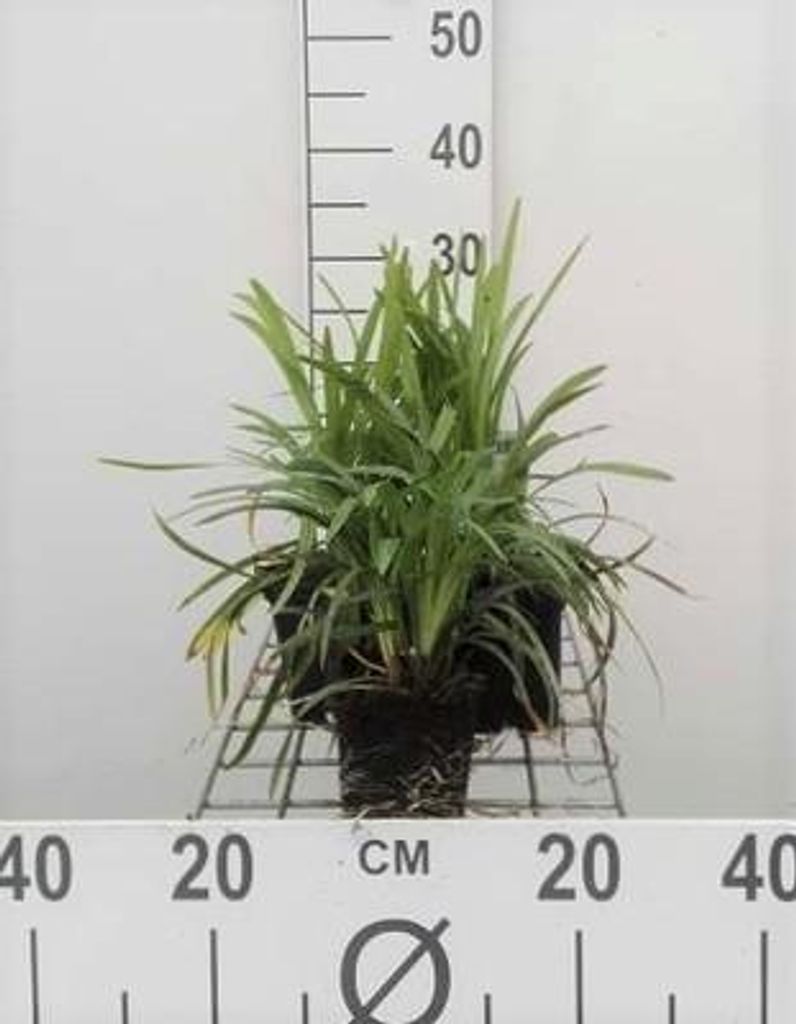 6 x Liriope musc. 'Moneymaker' - Lilientraube - Topf 9 x 9 cm