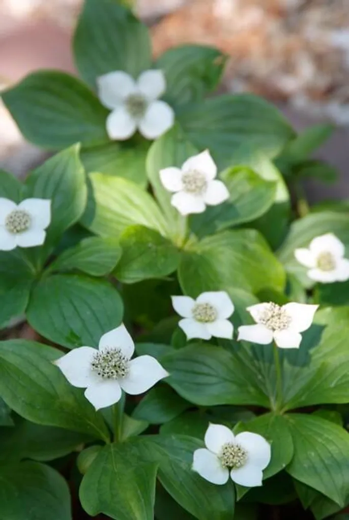 Plante Couvre-sol Ombrageux Cornus canadensis - Lot de 6 godets Ø9cm