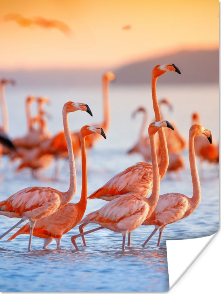 MuchoWow Poster Flamingo - Tiere - Wasser - Rosa 90x120 cm - Wohnzimmer
