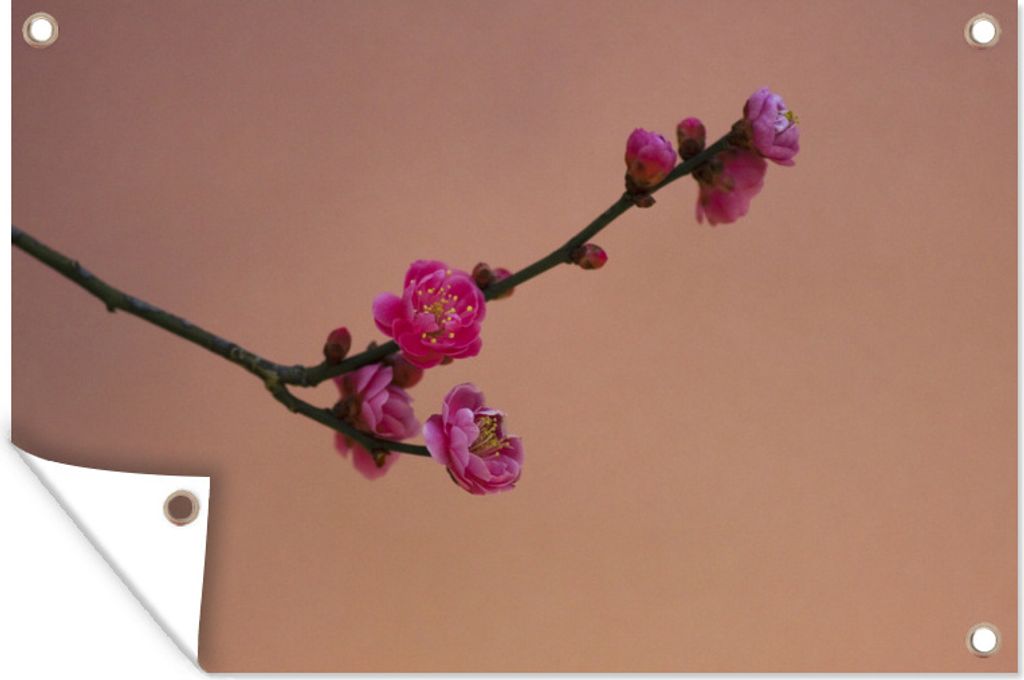 MuchoWow 90x60 cm Outdoor-Poster Gartendeko Sichtschutz Garten Poster für den Garten Rosa japanische Pflaumenblüten