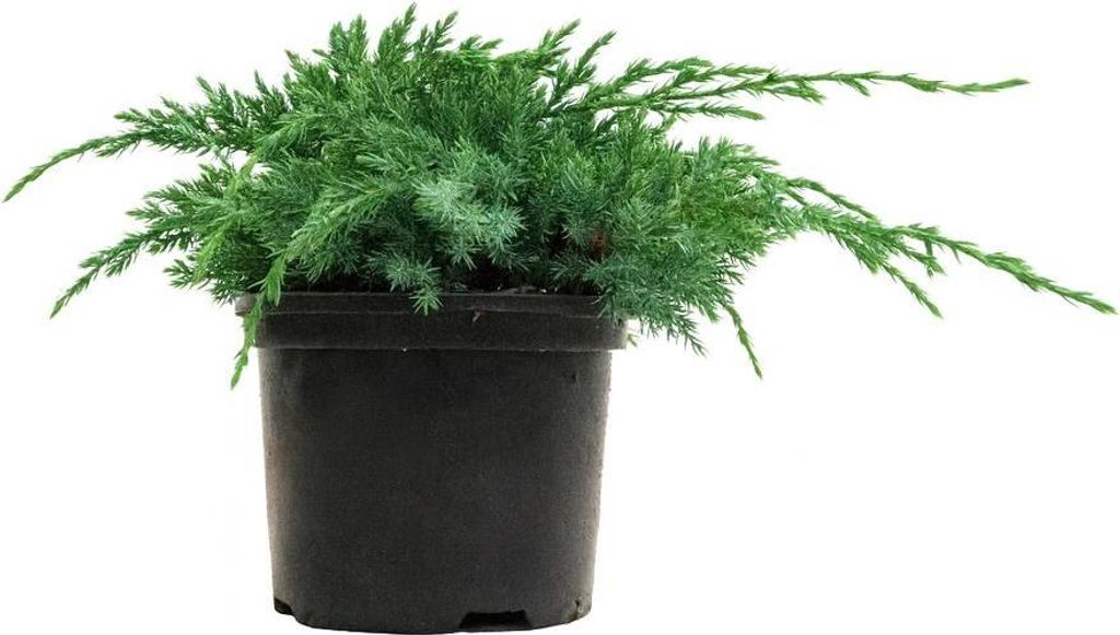 Juniperus squamata 'Blue Carpet', Blauer Teppich-Wacholder, 20–30 cm
