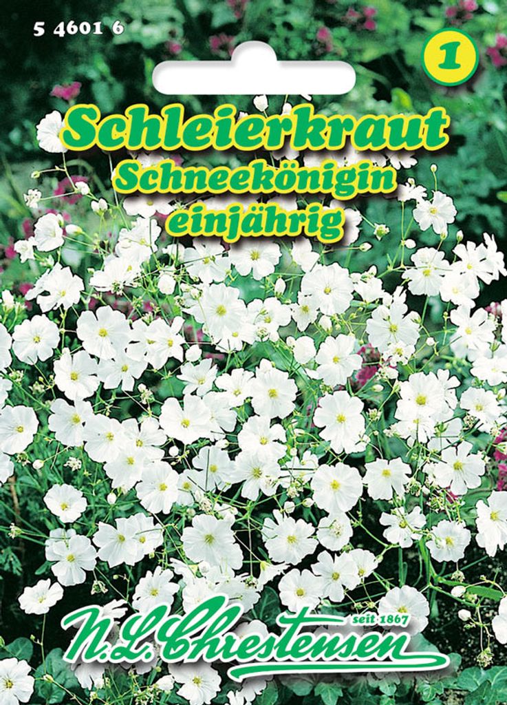 Schleierkraut Schneekönigin | Blumensamen von N.L. Chrestensen