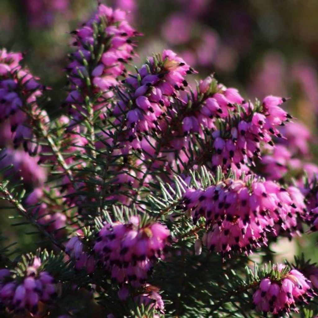 2 x Winterheide Rot - Erica carnea | 10-12 cm in Container