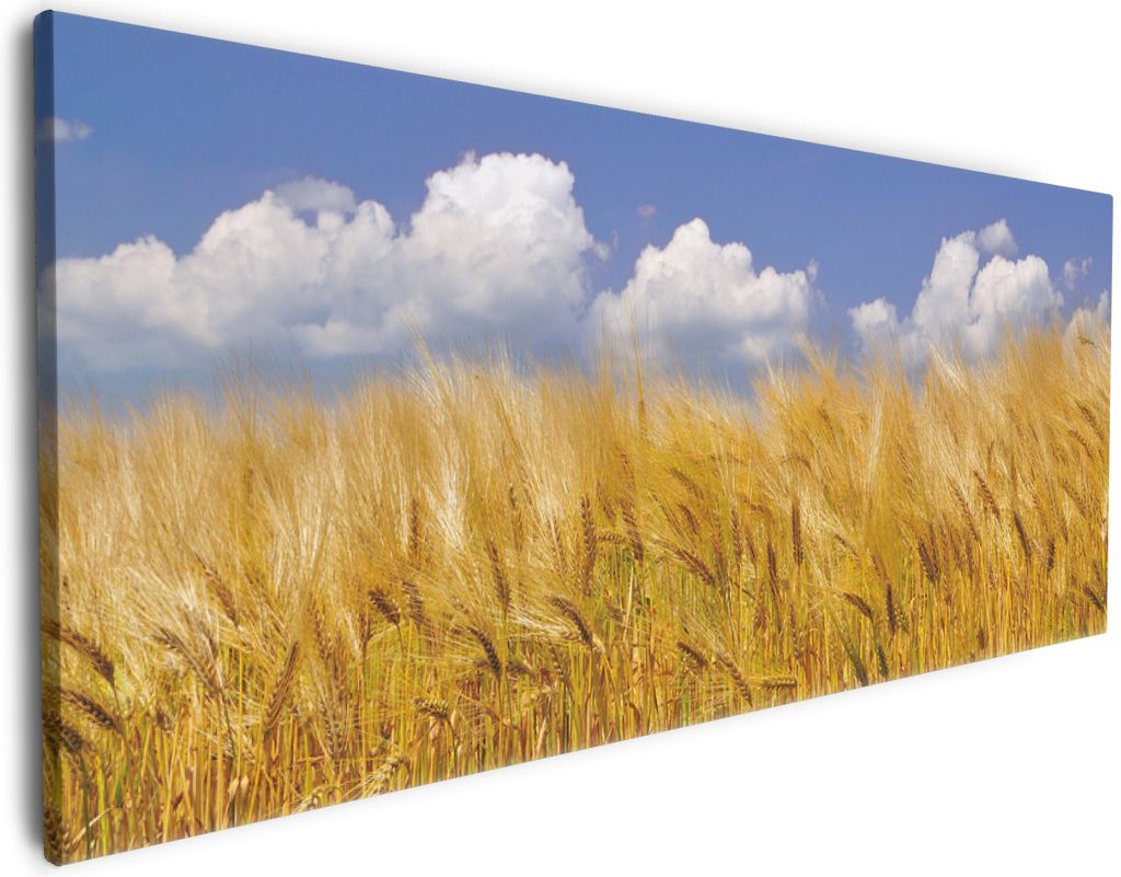 Wallario Premium Leinwandbild Kornfeld unter blauem Himmel in Größe 50 x 125 cm