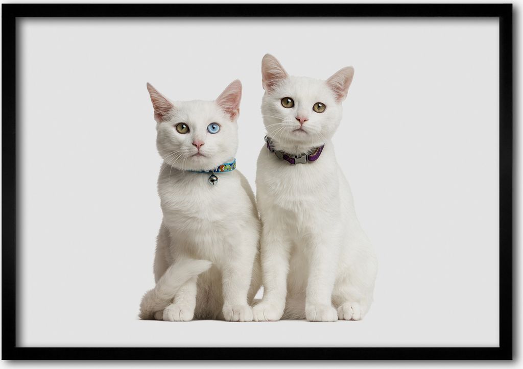 Bild - Bilderrahmen - 100 cm x 70 cm - MDF - Rahmen - Foto - Wandkunst weiße Katzen