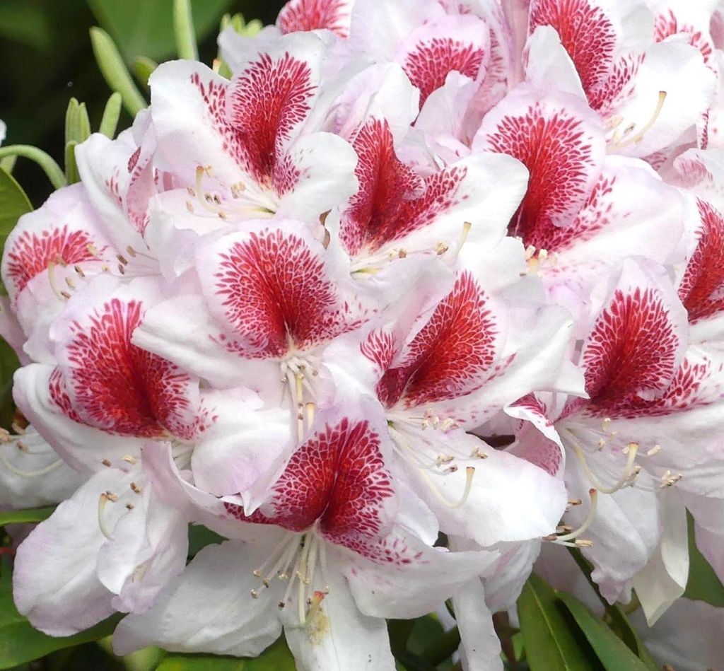 Großblumige Alpenrose Rhododendron Hybride Belami 30 - 40 cm
