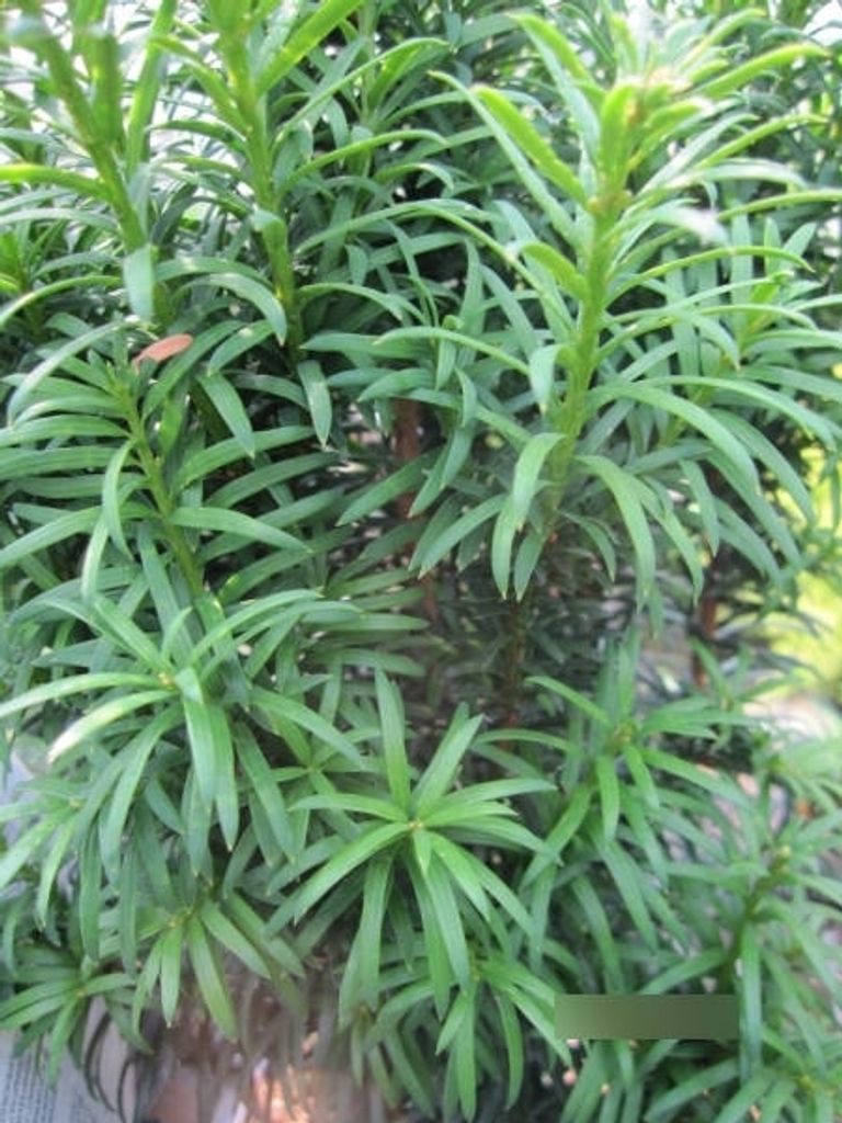 Taxus baccata Wilco Green - Gemeine Eibe Wilco Green - 30-40