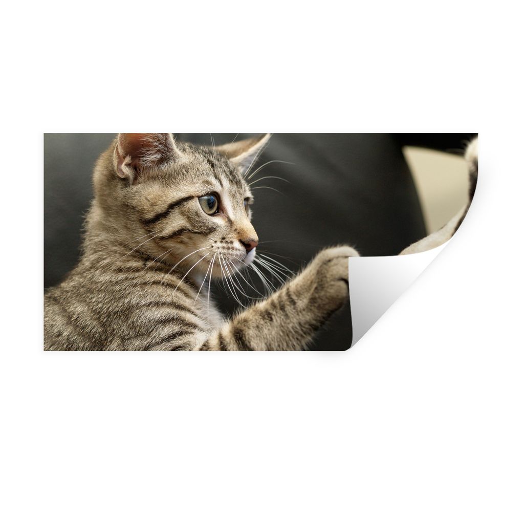 MuchoWow Wandtattoo Wandsticker Wandaufkleber Katze - Hund - Pfote 160x80 cm Selbstklebend und Repositionierbar - Sticker - Dekorfolie