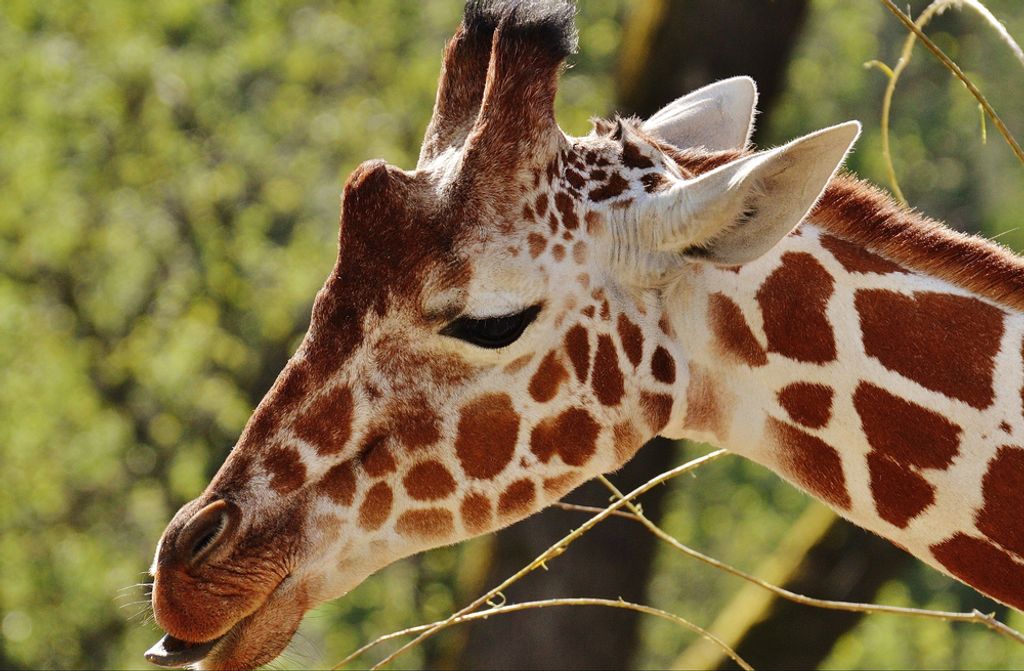 hansepuzzle 78458 - Giraffe Puzzle, 500 Teile, Natur, 46,0 x 30,0cm mit hochwertiger Aufbewahrung, Kartonbox und wiederverschließbarem Beutel