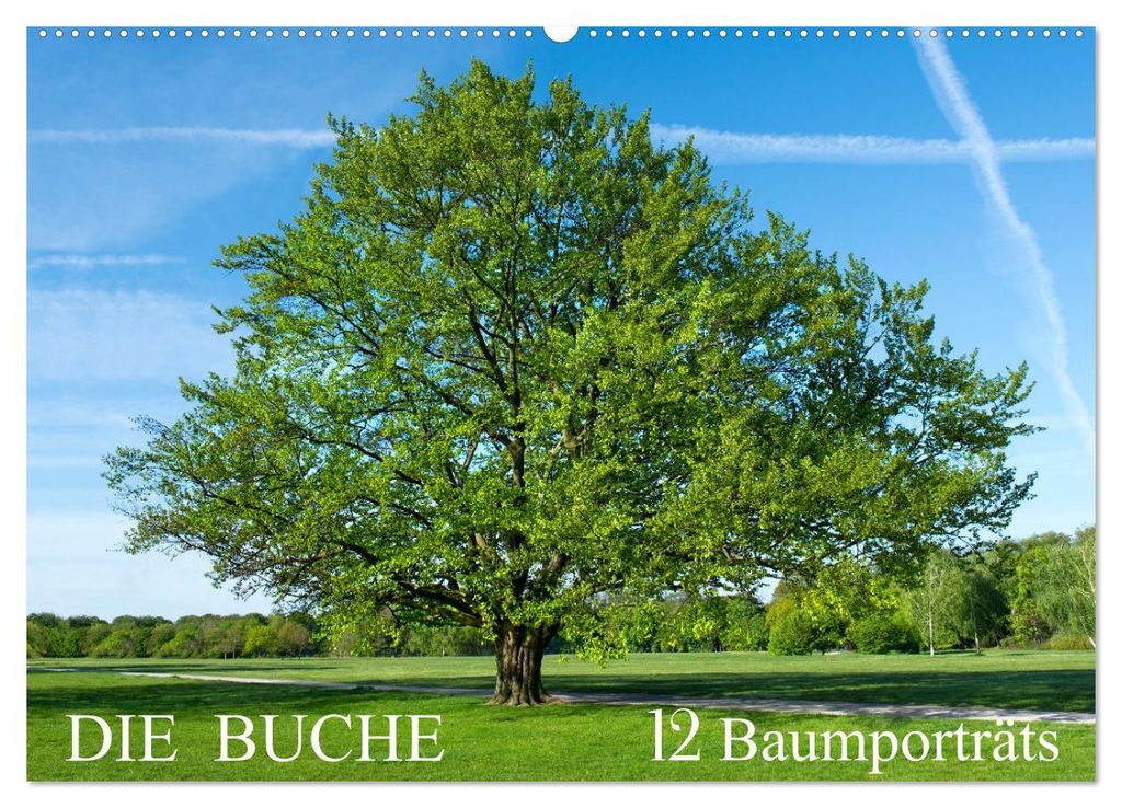 Die Buche: 12 Baumporträts (Wandkalender 2027 DIN A2 quer), CALVENDO Monatskalender