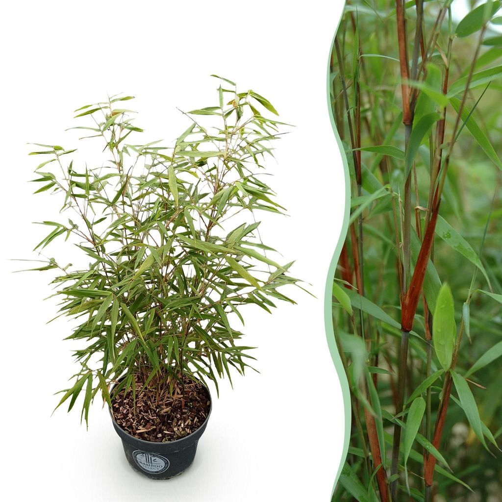 Bambus Fargesia scabrida Asian Wonder, nicht ausbreitender immergrüner Gartenbambus, grüne Sichtschutz Pflanze für Hecke, Kübel, Terrasse und G...