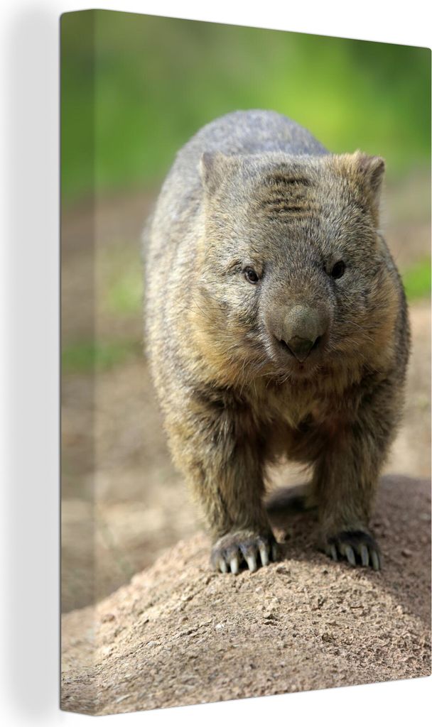OneMillionCanvasses - Leinwandbilder - 90x140 cm, Ein Wombat auf einer Strandbank, Wandbilder Kunstdruck Wanddekoration - Wandschmucke - Schlafzi...