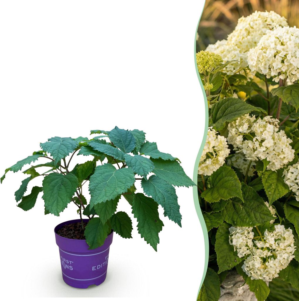 Green boutiQ - Gartenpflanze - Hydrangea arborescens FlowerWOW - Hortensie - Winterhart - Weiß - 1 Pflanze - Topf 14cm - Höhe 20-30cm