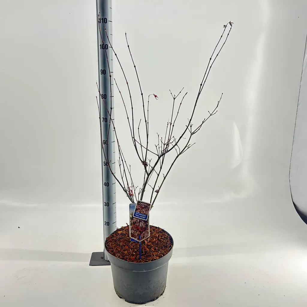 Acer palmatum Yezo nishiki - Érable du Japon pourpre de 70-80 cm