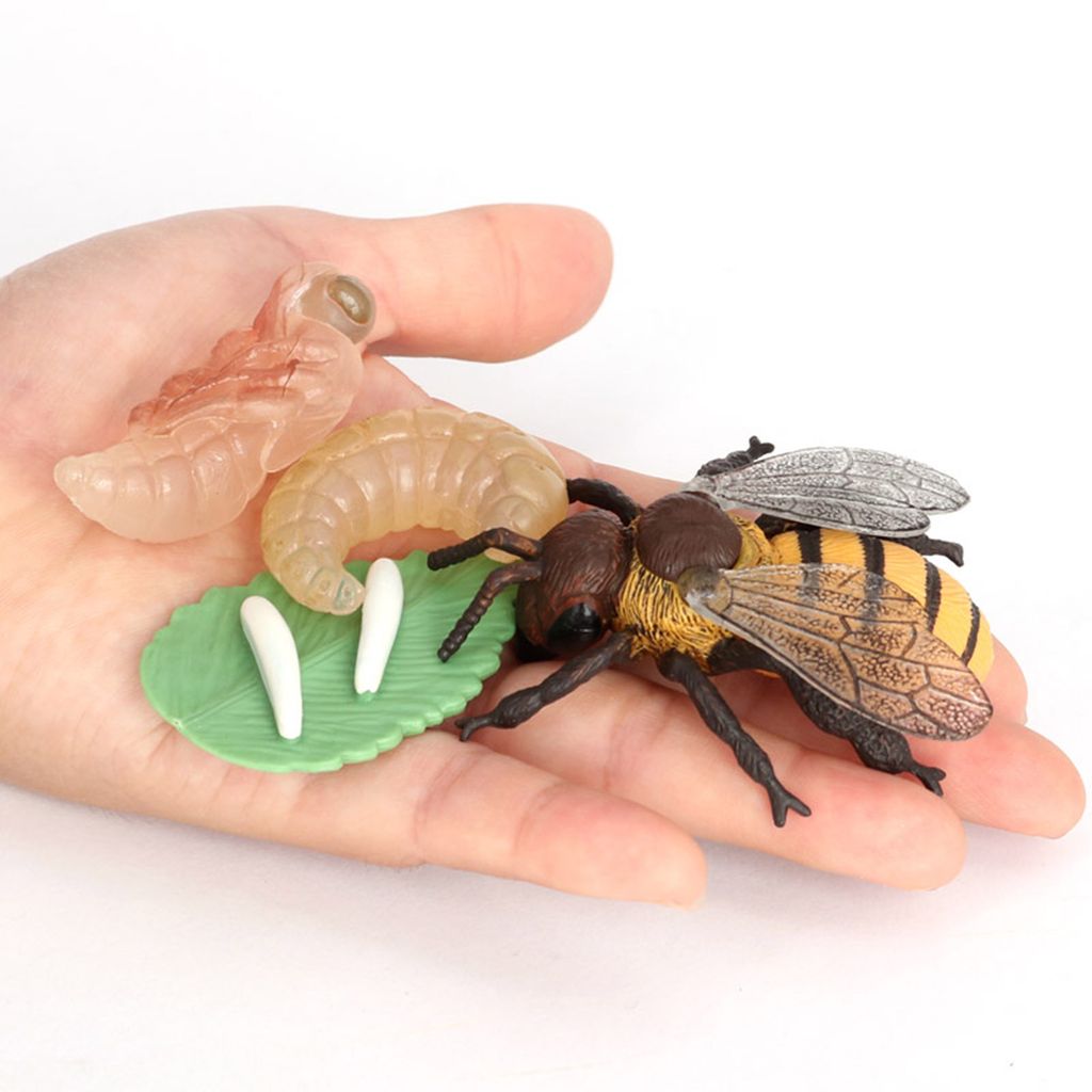 Realistische Tiere Leben Zyklus Modell Set Schwan Biene Spielzeug Pädagogisches 