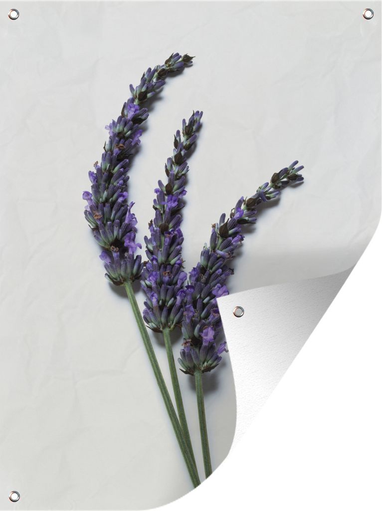 MuchoWow 90x120 cm Outdoor-Poster Gartendeko Sichtschutz Garten Poster für den Garten Nahaufnahme von drei Lavendelzweigen vor einem weißen Hi...