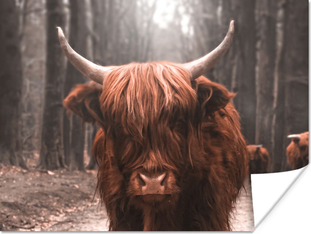 MuchoWow Poster Schottischer Highlander - Tiere - Wald 120x90 cm - Wandbild