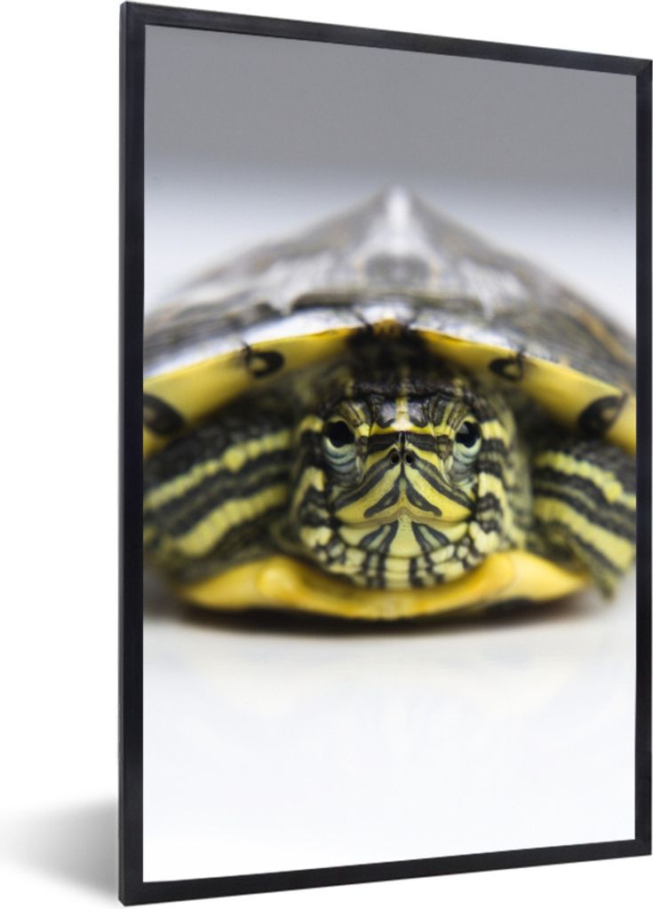 MuchoWow Gerahmtes Poster Nahaufnahme einer Schildkröte 20x30 cm - Poster mit Schwarzem Bilderrahmen Wandposter Rahmen Foto Bilder - Drucken - B...