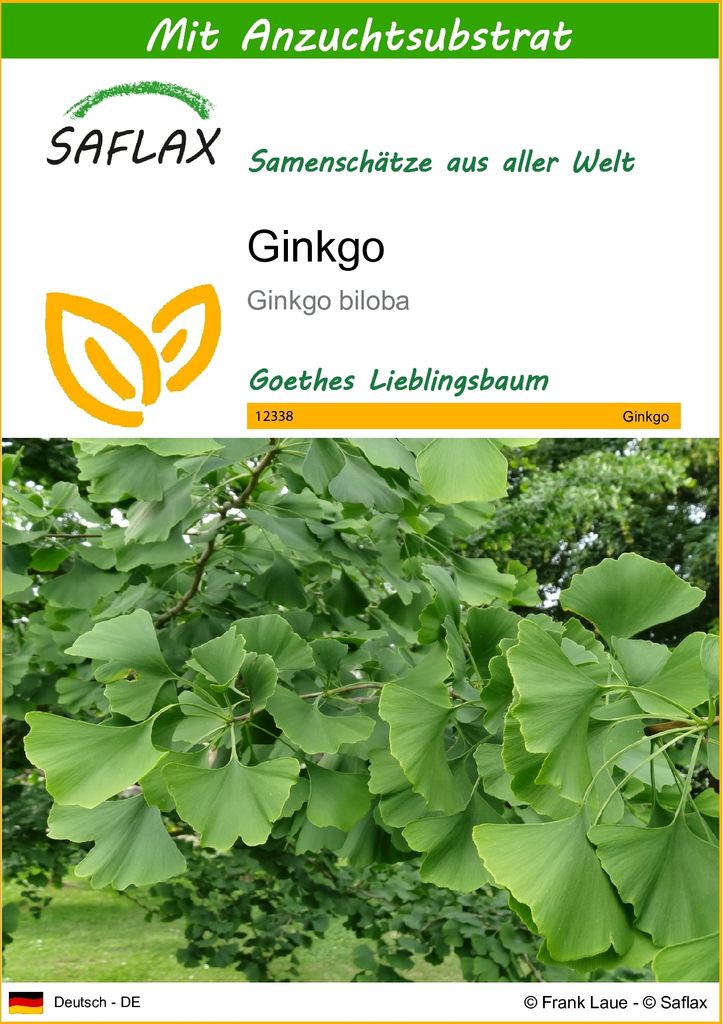 SAFLAX - Ginkgo - 4 Samen - Mit keimfreiem Anzuchtsubstrat Produktbild 