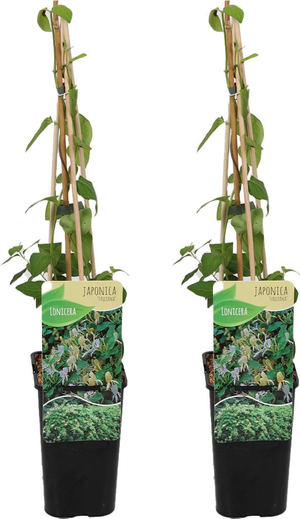 2er-Set - Lonicera Heckrottii Halliana - Japanisches Produktbild 