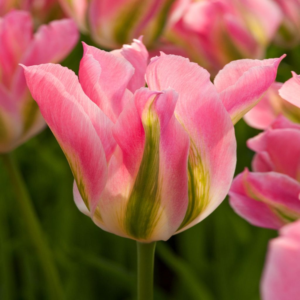 Tulipani Bulbi Fiori Viridiflora Tulipano Virichic 5 pz. Immagine del prodotto 