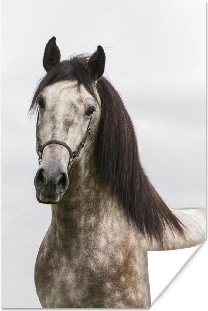 MuchoWow Poster Pferd - Andalusier - Halfter - Grau 80x120 cm - Papierdruck