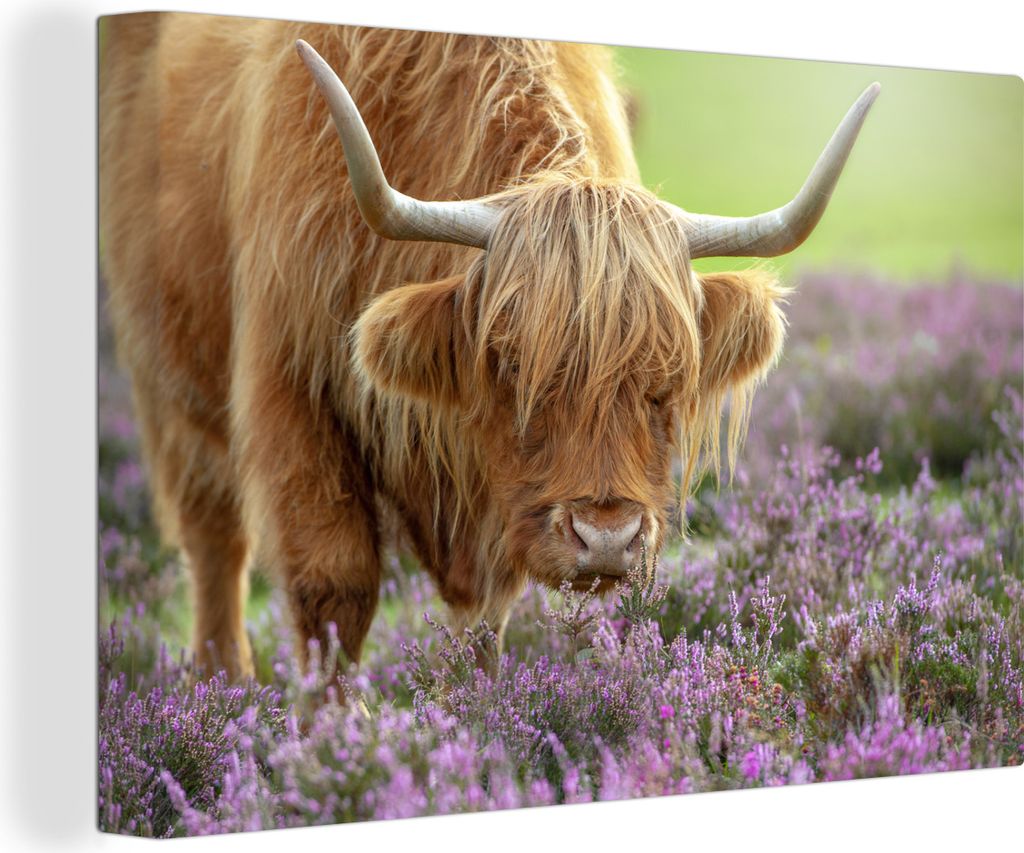 OneMillionCanvasses - Leinwandbilder - 140x90 cm, Schottische Hochlandrind - Blumen - Natur, Wandbilder Wohnzimmer Hochland Rind - Tier Wanddekor...