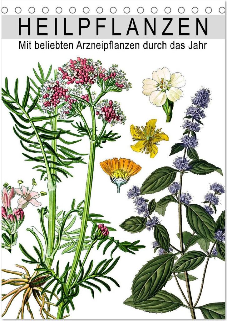 Heilpflanzen (Tischkalender 2026 DIN A5 hoch), CALVENDO Monatskalender