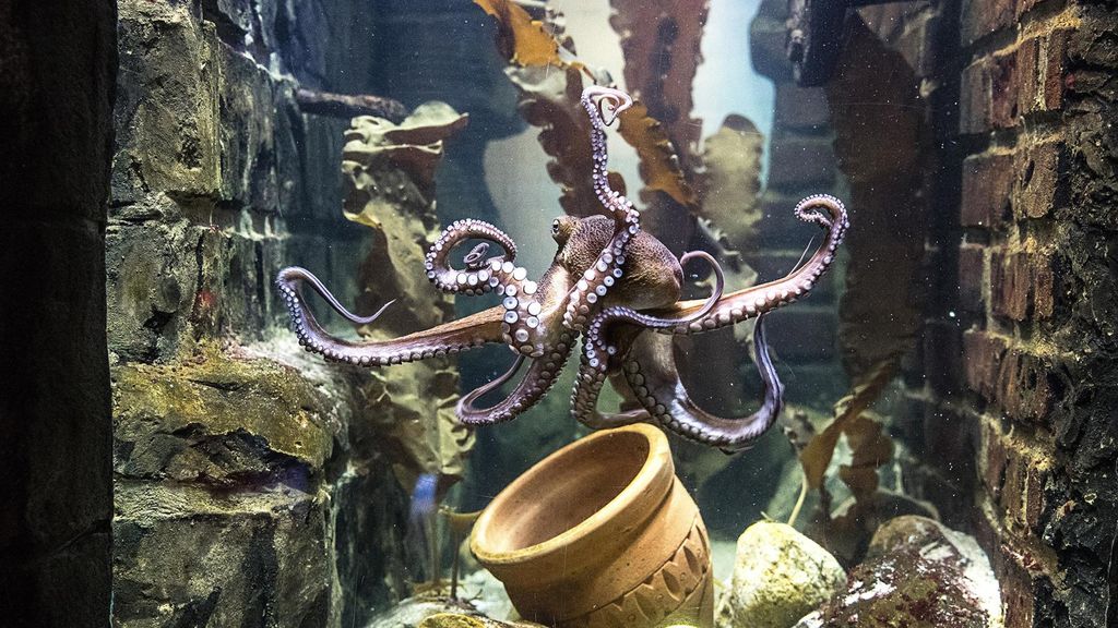 Jochen Schweizer Sea Life Oberhausen (Kinder-Ticket); Erlebnis verschenken oder selbst erleben; Gutschein gültig für 1 Kind bis 14 Jahre