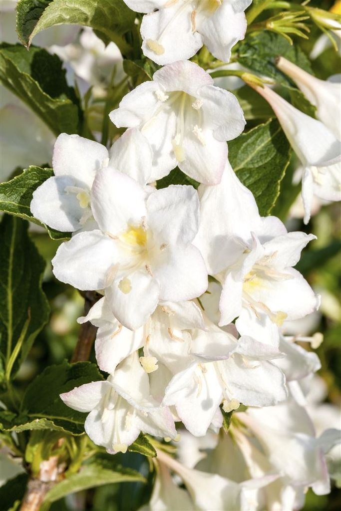 Weigela 'Candida', weißblühend, 60–100 cm