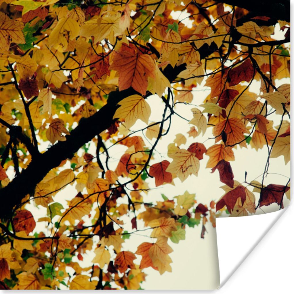 MuchoWow Poster Bäume - Herbstblätter - Natur 75x75 cm - Wand Dekoration