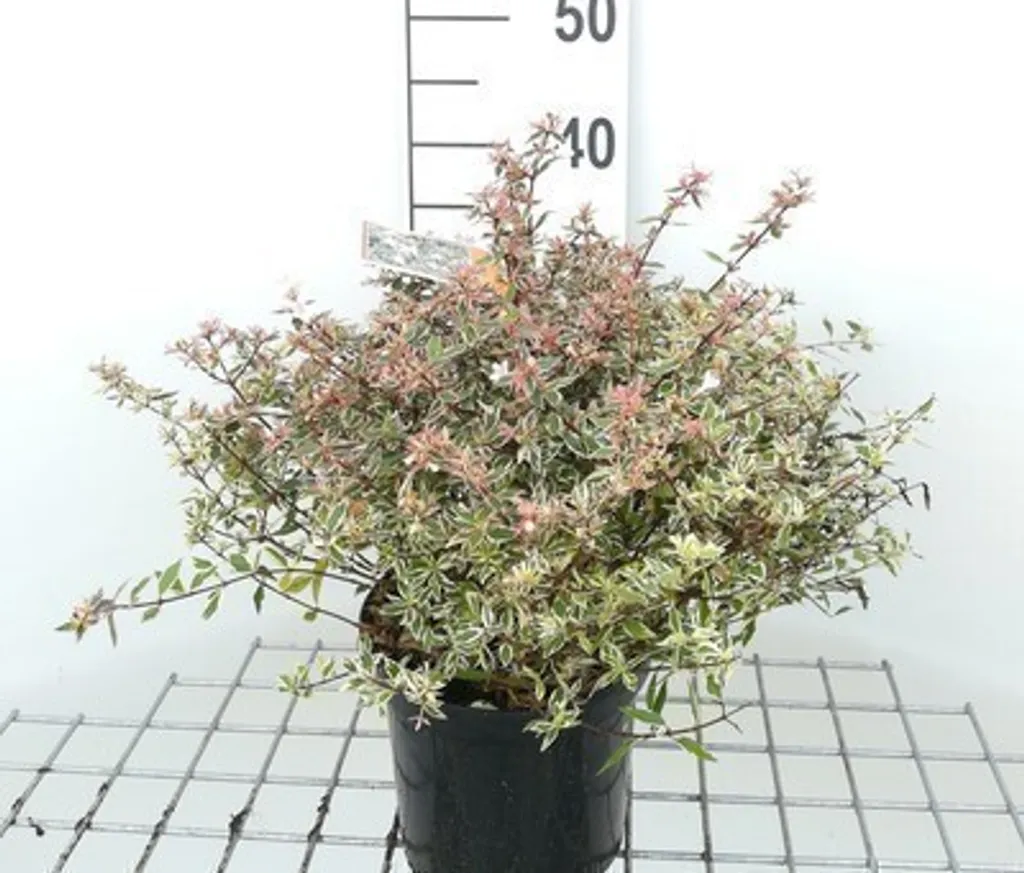 Abélia Confetti 25-30 cm en conteneur - Arbuste Abelia grandiflora Conti