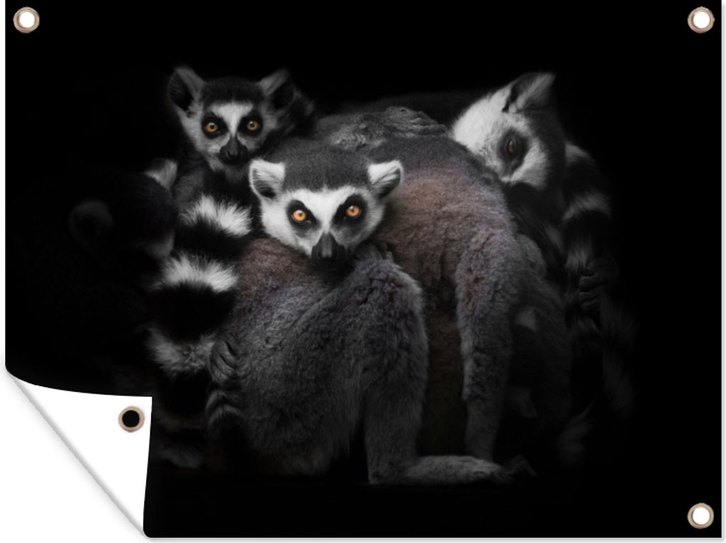 MuchoWow 80x60 cm Outdoor-Poster Gartendeko Sichtschutz Garten Poster für den Garten Tiere - Lemur - Schwarz - Weiß - Porträt