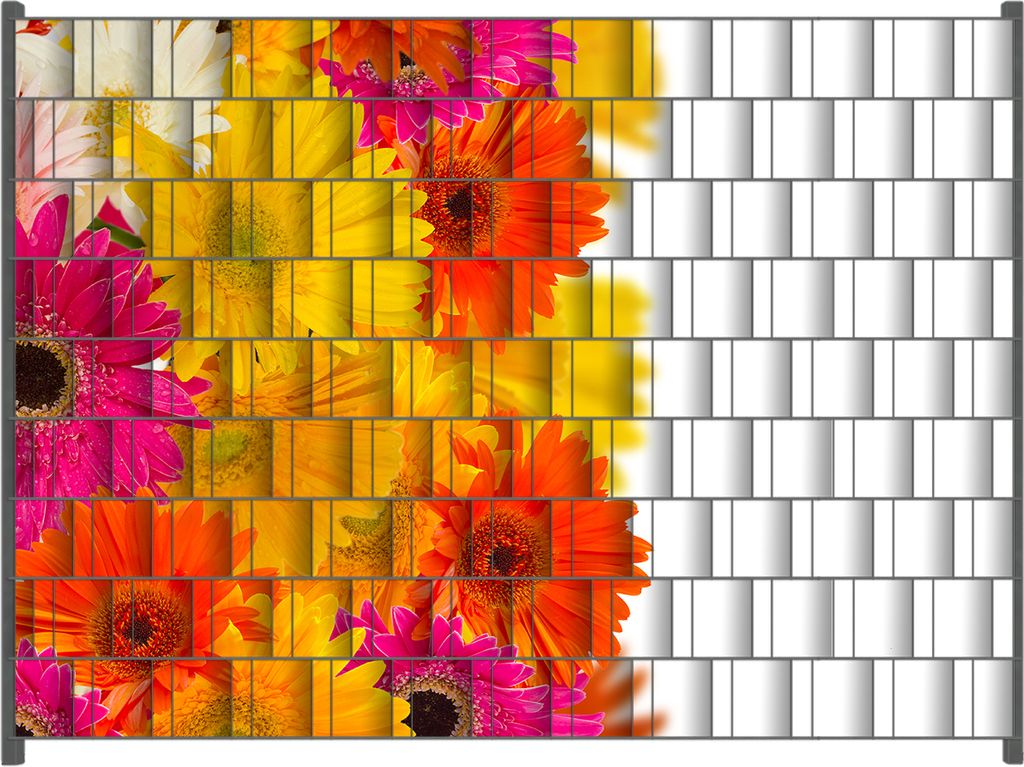Wallario Zaunsichtschutz mit Motiv Bunte Gerberas - pinke, gelbe, rote und weiße Blüten für Ein- und Doppelstabmatten Zäune in der Größe 250 ...